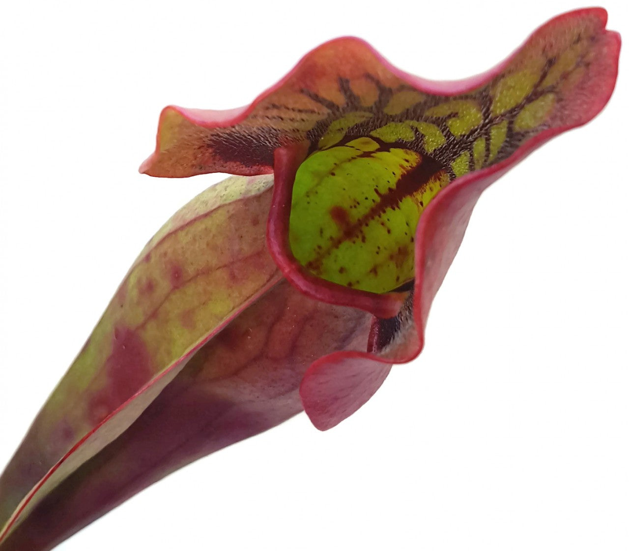 Sarracenia Purpurea ssp. Venosa var. Montana