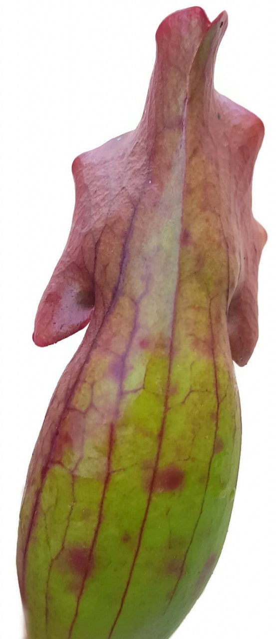 Sarracenia Purpurea ssp. Venosa var. Montana