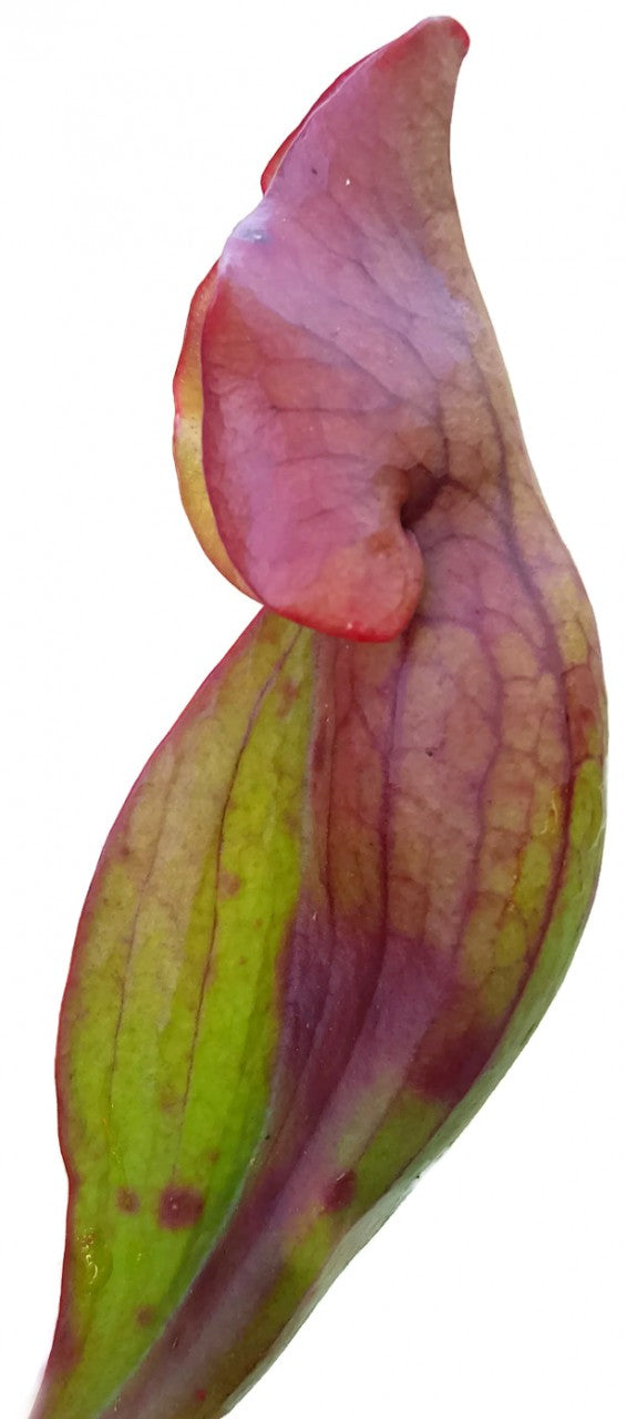 Sarracenia Purpurea ssp. Venosa var. Montana