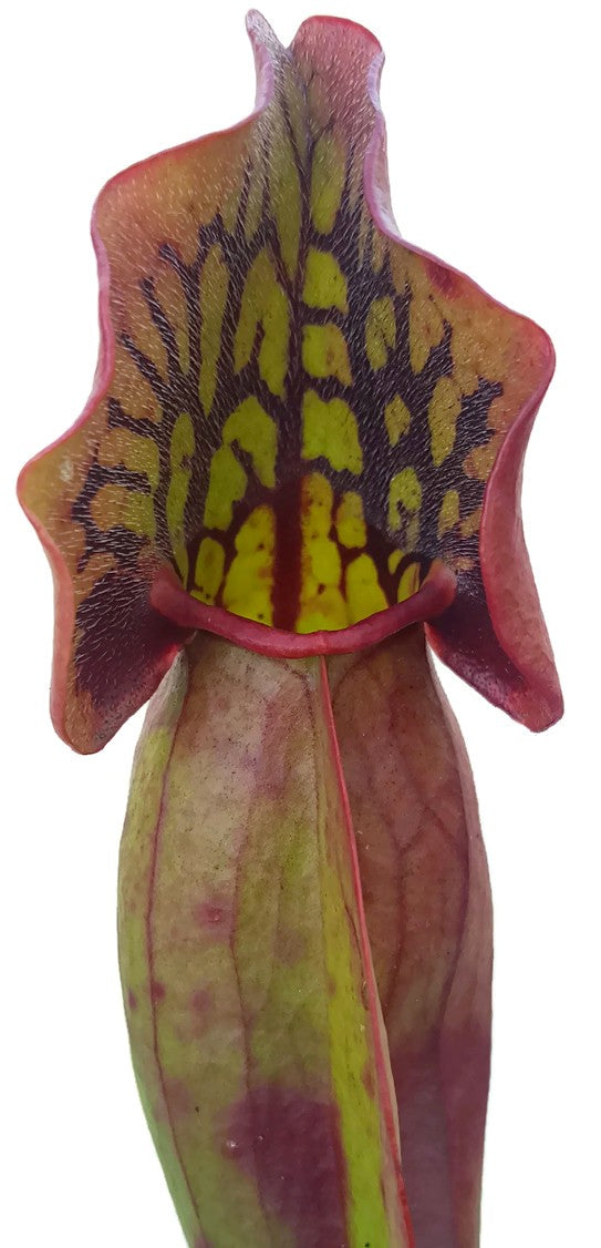 Sarracenia Purpurea ssp. Venosa var. Montana
