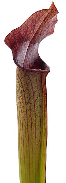 Sarracenia Rubra var. gulfensis "FAT"