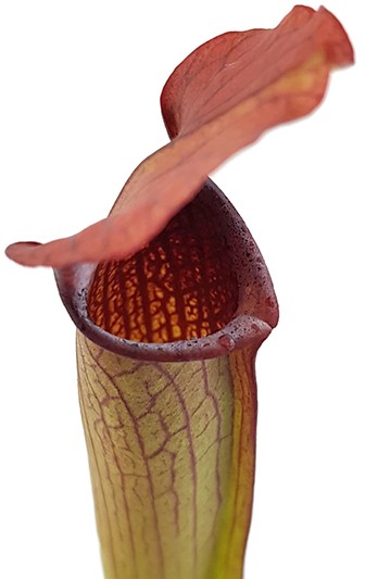 Sarracenia Rubra var. gulfensis "FAT"