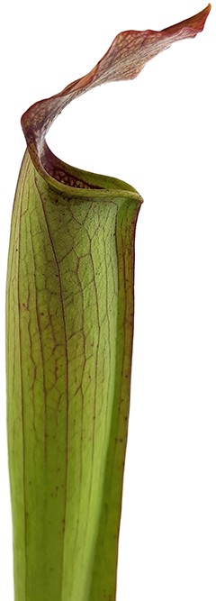 Sarracenia Rubra var. gulfensis "FAT"