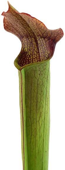 Sarracenia Rubra var. gulfensis "FAT"