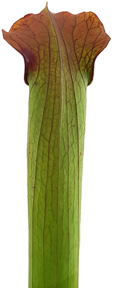 Sarracenia Rubra var. gulfensis "FAT"