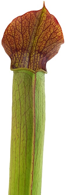 Sarracenia Rubra var. gulfensis "FAT"