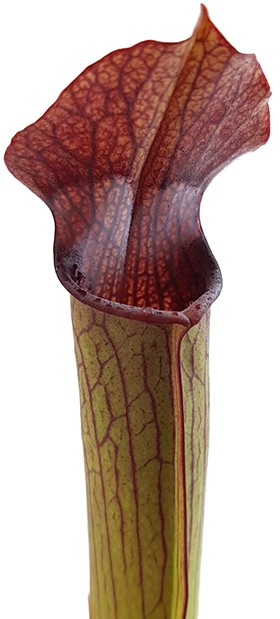 Sarracenia Rubra var. gulfensis "FAT"