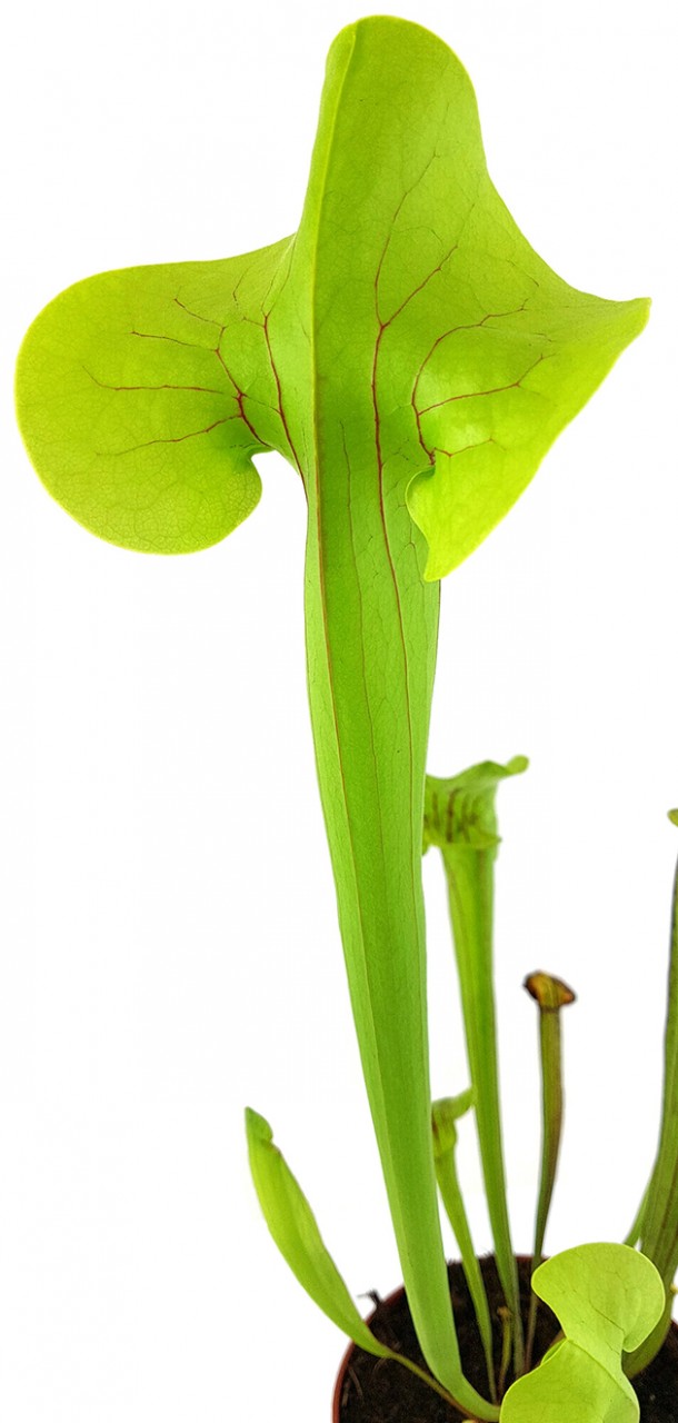 Sarracenia "Kobra Kahn"