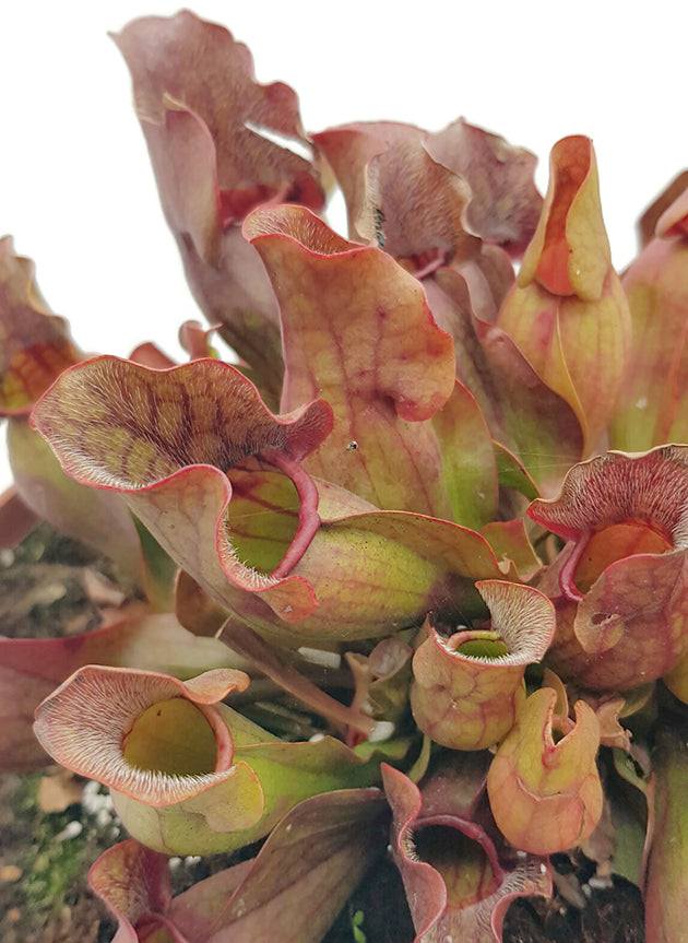 Sarracenia Purpurea ssp. Purpurea - XL Schale