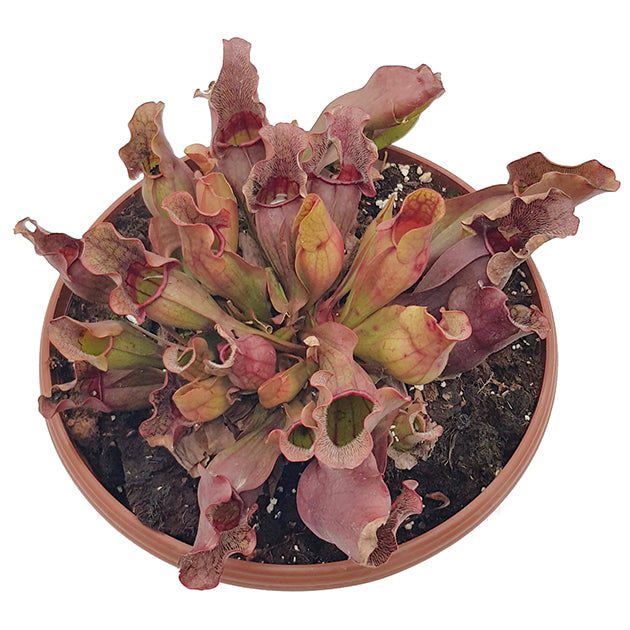 Sarracenia Purpurea ssp. Purpurea - XL Schale