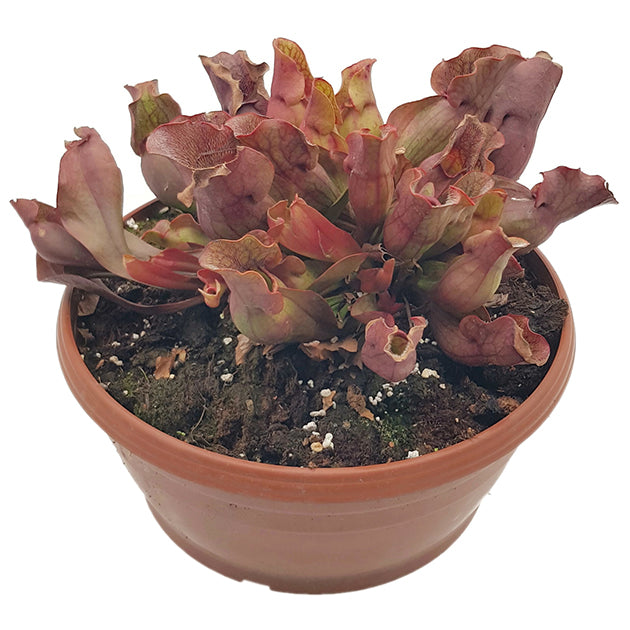 Sarracenia Purpurea ssp. Purpurea - XL Schale