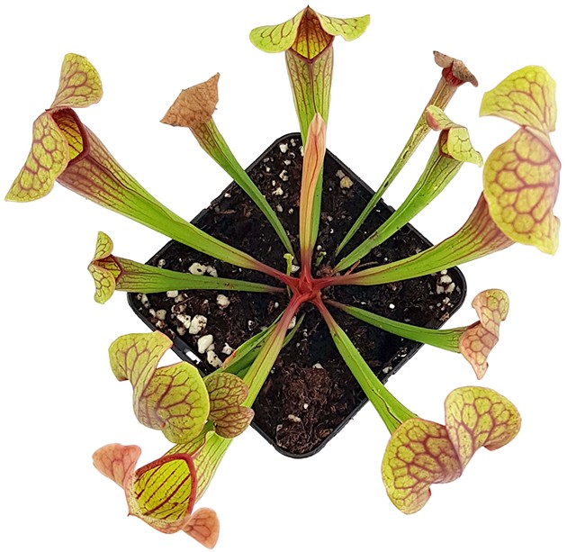 Sarracenia X "Tess"