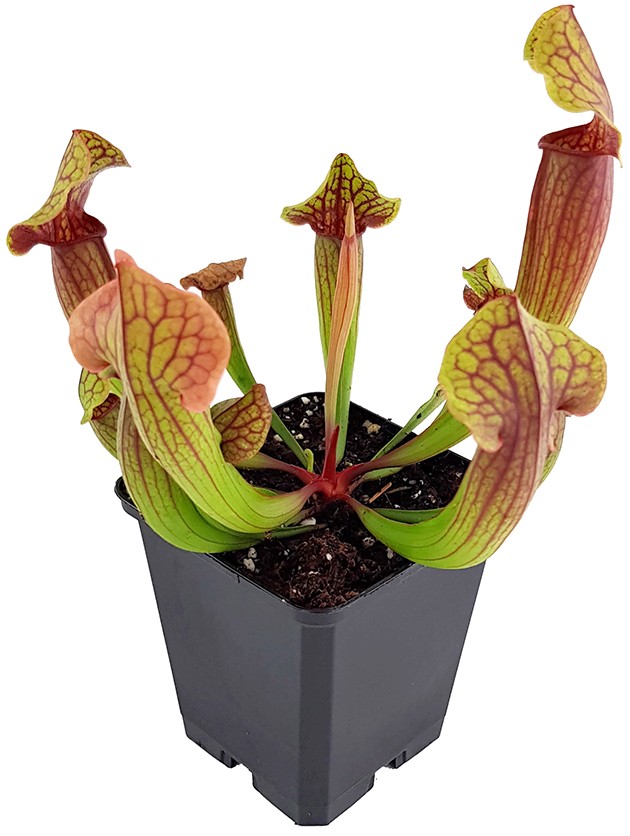 Sarracenia X "Tess"