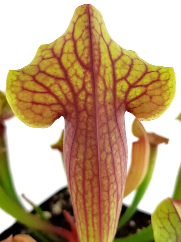 Sarracenia X "Tess"