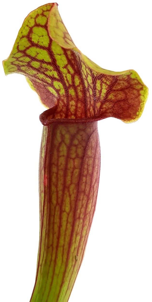 Sarracenia X "Tess"