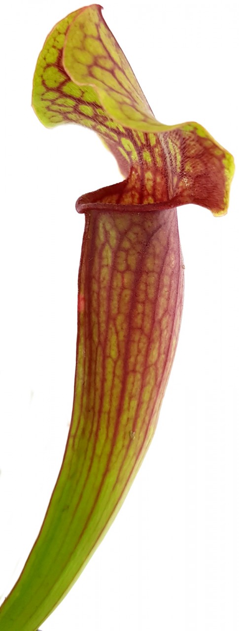 Sarracenia X "Tess"