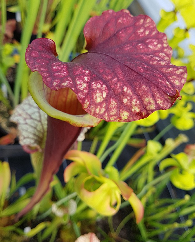 Sarracenia X "Dedication"
