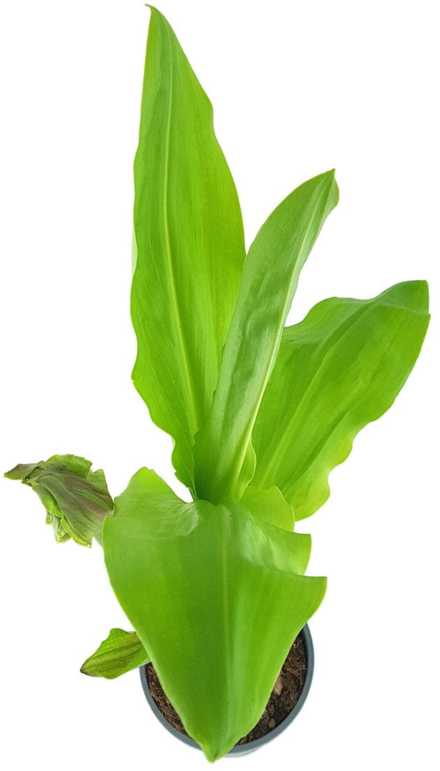 Scadoxus "katharinae" - Blutblume SALE ohne Blüte