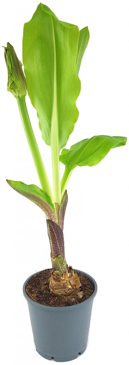 Scadoxus "katharinae" - Blutblume