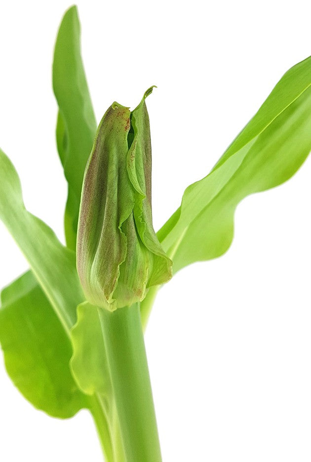 Scadoxus "katharinae" - Blutblume