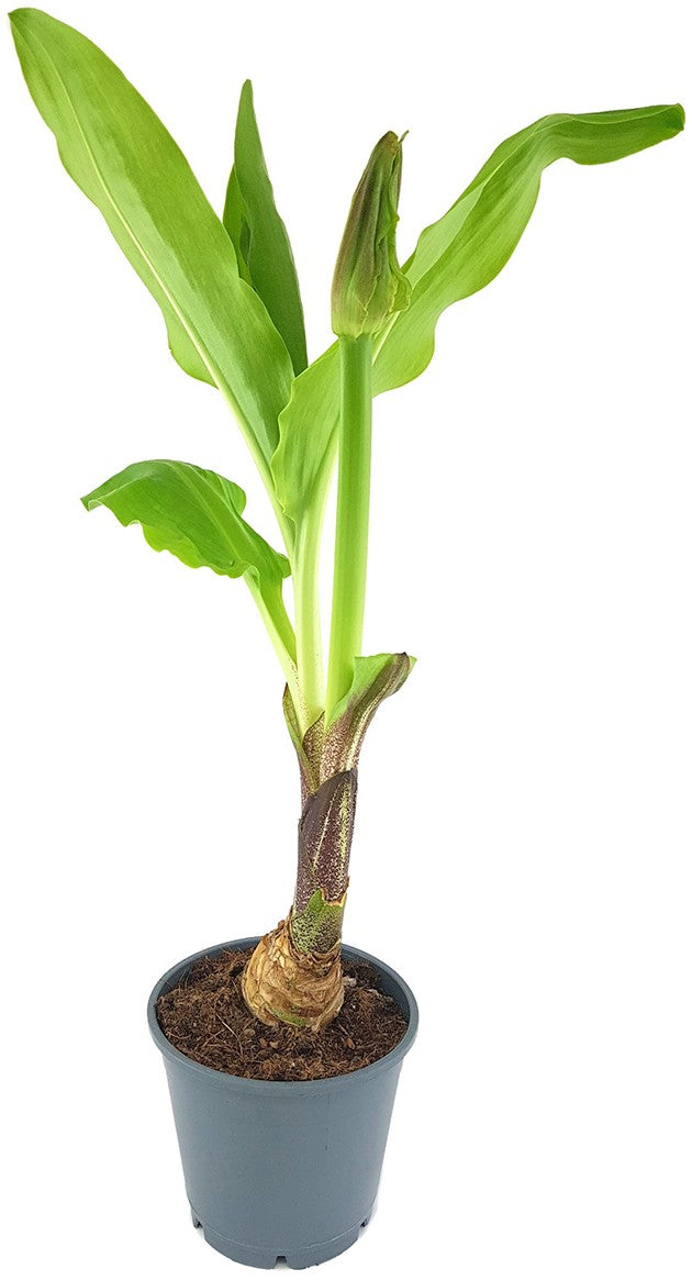 Scadoxus "katharinae" - Blutblume