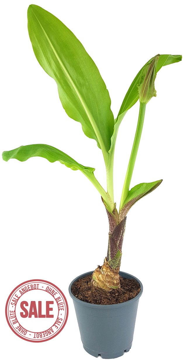 Scadoxus "katharinae" - Blutblume SALE ohne Blüte