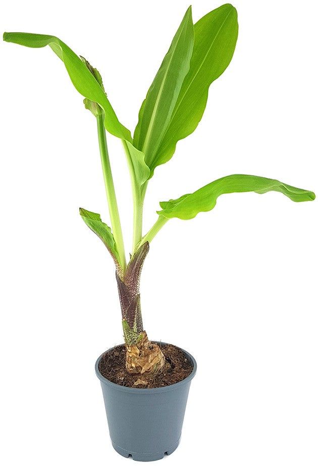 Scadoxus "katharinae" - Blutblume