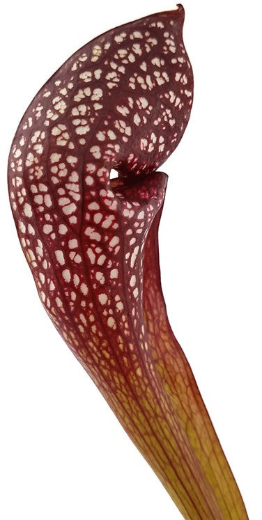 Sarracenia X cv. "Scarlett Belle"