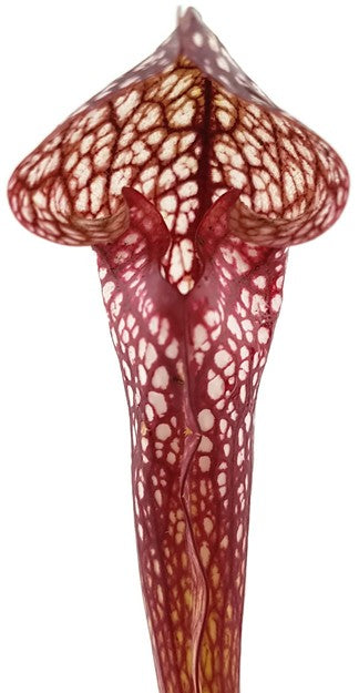 Sarracenia X cv. "Scarlett Belle"