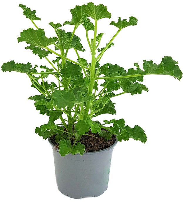 Pelargonium x Asperum "Cola Fresh" - Duftgeranie
