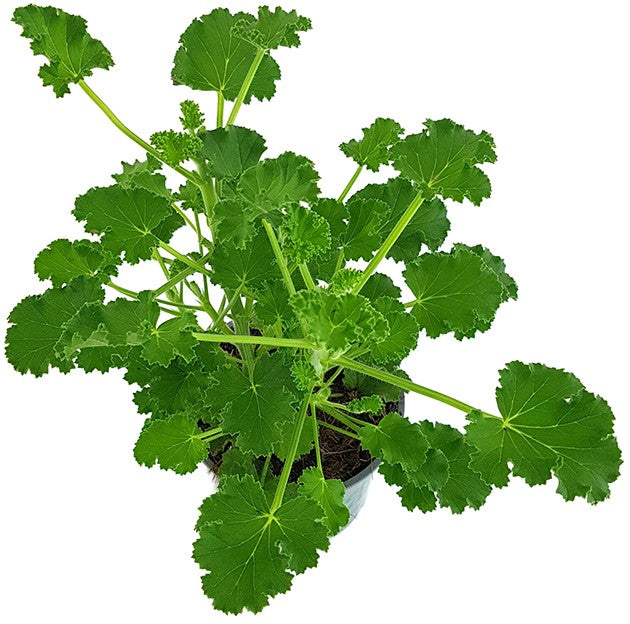 Pelargonium x Asperum "Cola Fresh" - Duftgeranie