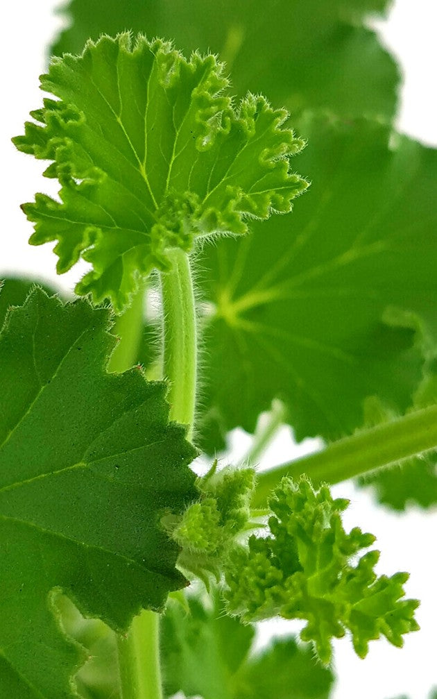 Pelargonium x Asperum "Cola Fresh" - Duftgeranie