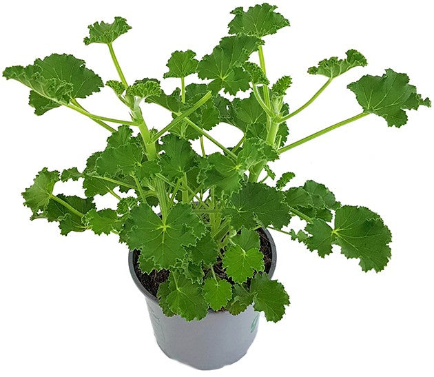 Pelargonium x Asperum "Cola Fresh" - Duftgeranie
