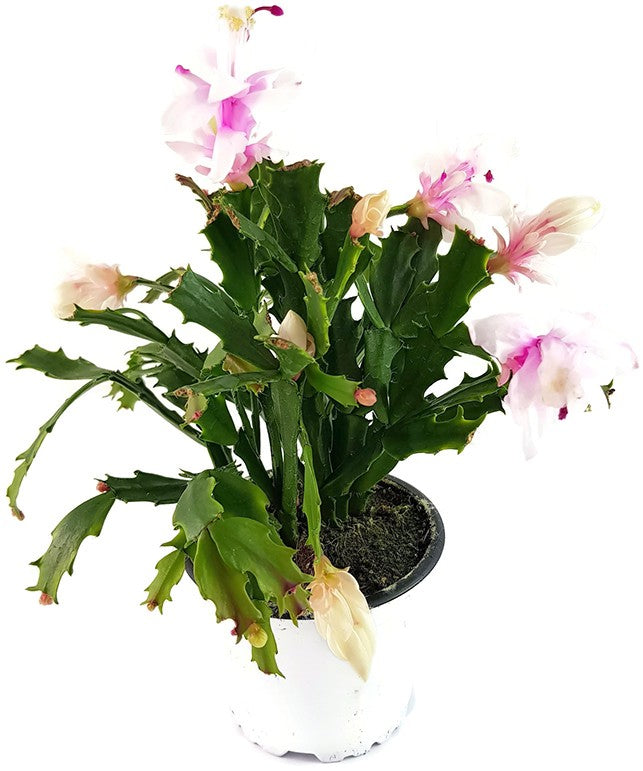 Schlumbergera Hybride "wild" - Weihnachtskaktus weiß / rosa Blüte