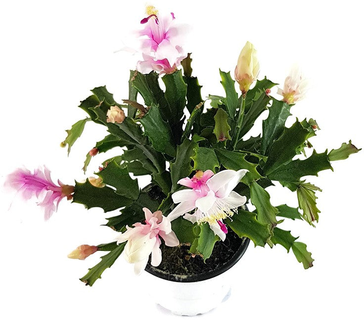 Schlumbergera Hybride "wild" - Weihnachtskaktus weiß / rosa Blüte