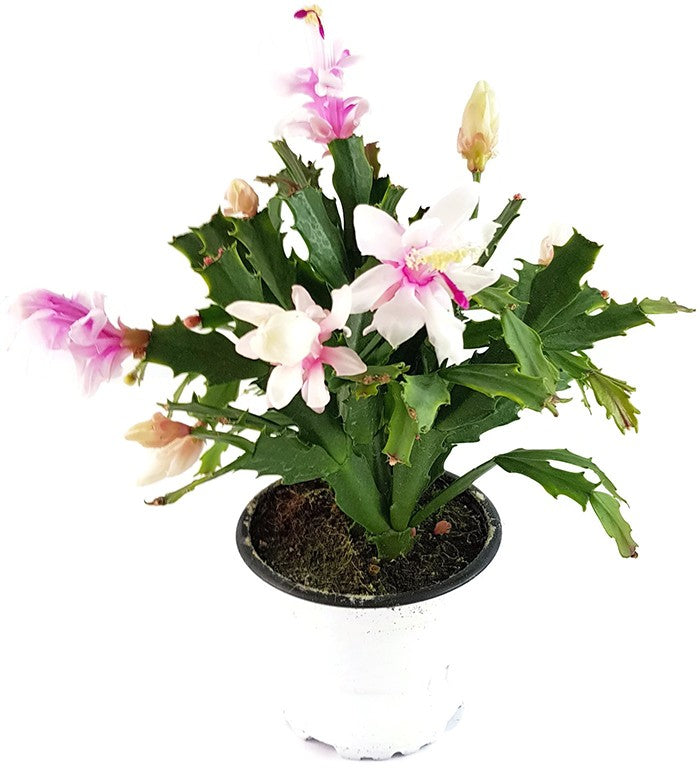 Schlumbergera Hybride "wild" - Weihnachtskaktus weiß / rosa Blüte