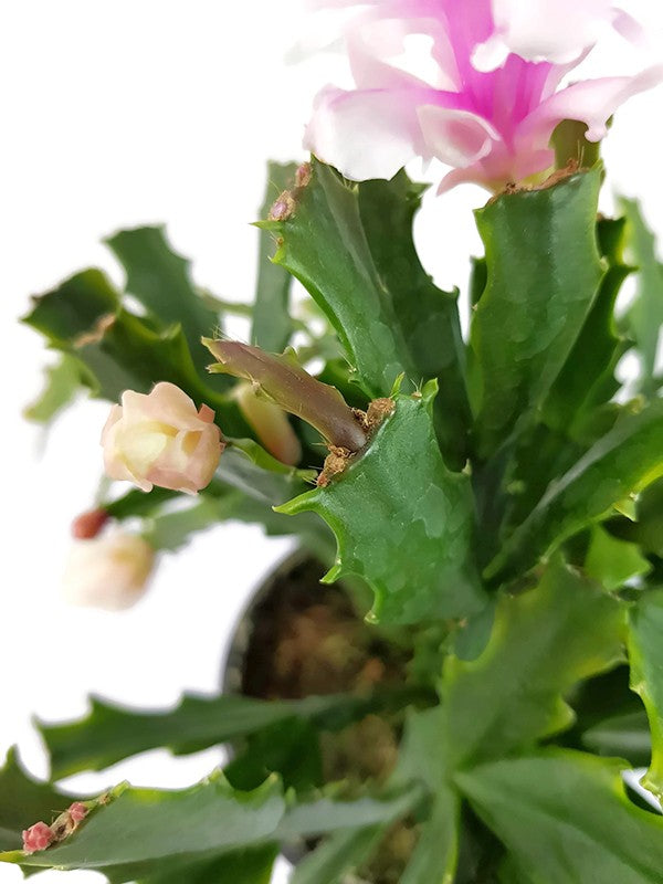 Schlumbergera Hybride "wild" - Weihnachtskaktus weiß / rosa Blüte