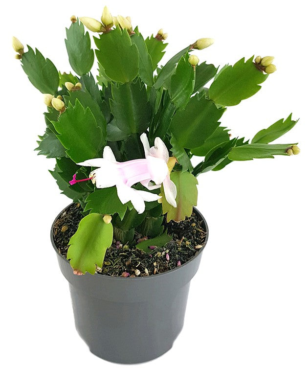 Schlumbergera Hybride - Weihnachtskaktus weißer Blüte