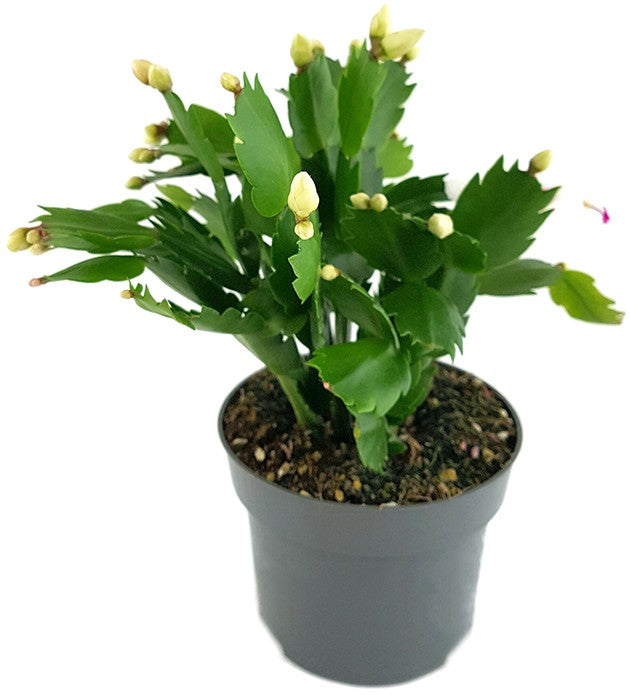 Schlumbergera Hybride - Weihnachtskaktus weißer Blüte