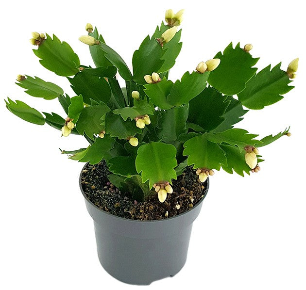 Schlumbergera Hybride - Weihnachtskaktus weißer Blüte