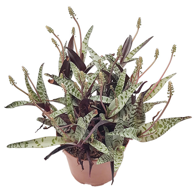 Ledebouria socialis &