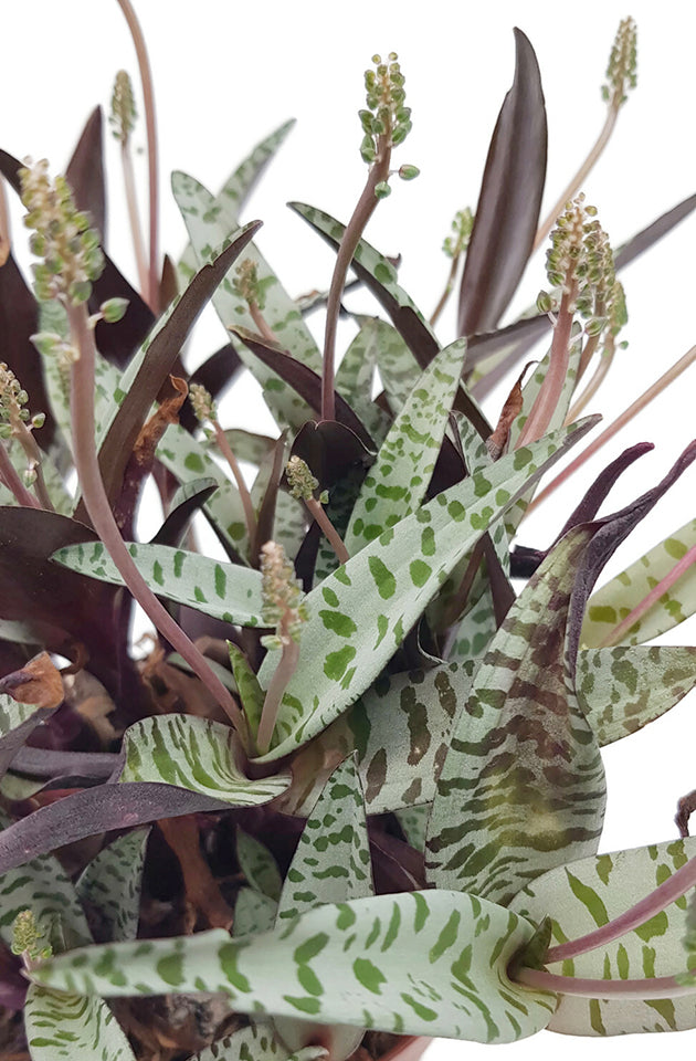 Ledebouria socialis &