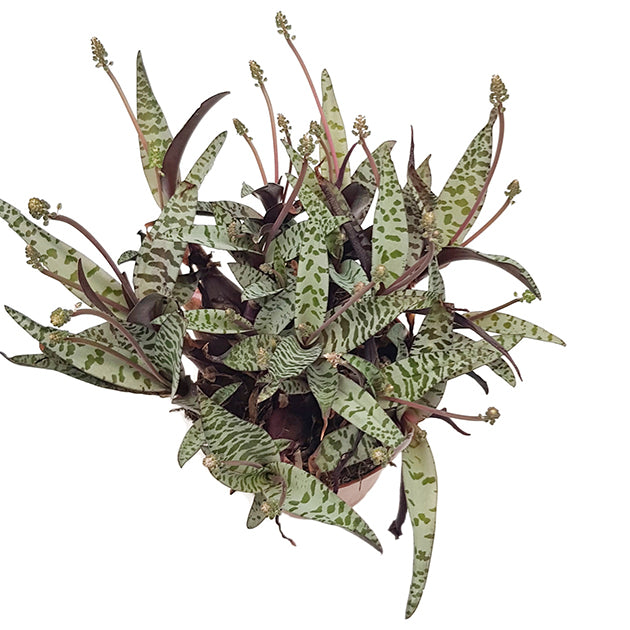 Ledebouria socialis &