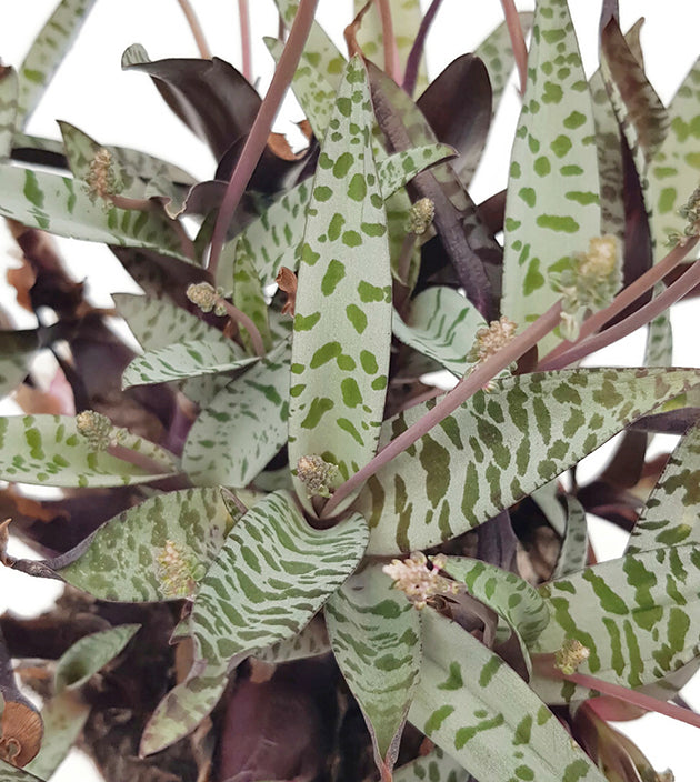 Ledebouria socialis &