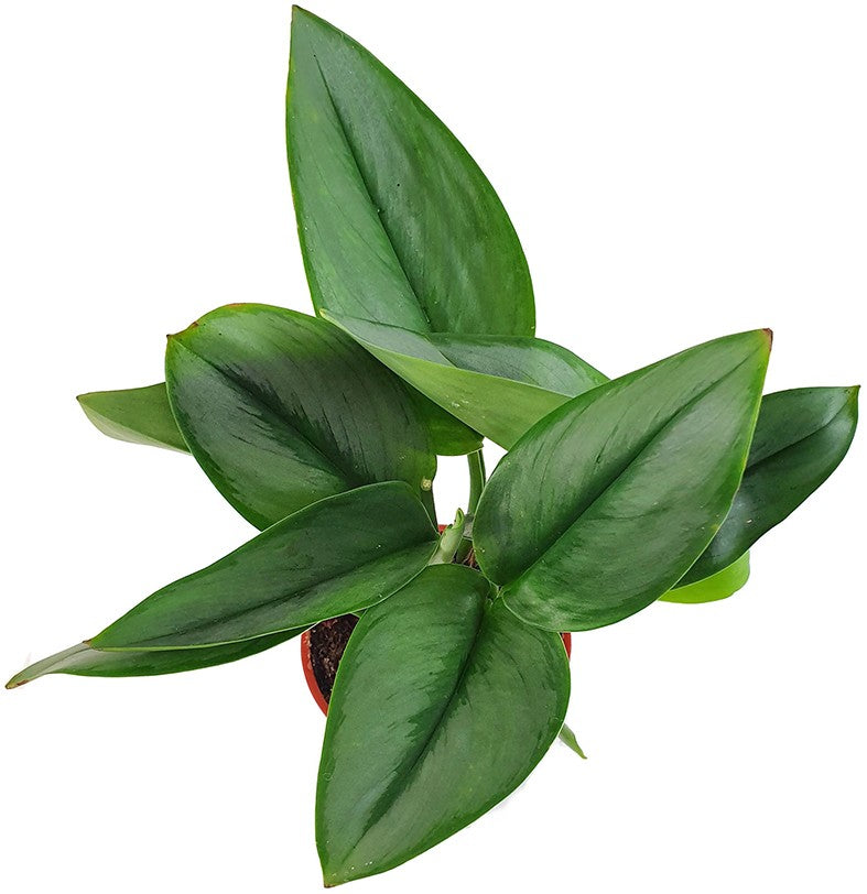 Scindapsus treubii "Moonlight" - Eufeutute