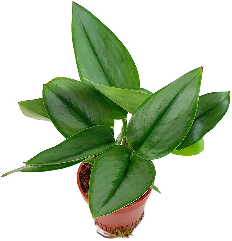 Scindapsus treubii "Moonlight" - Eufeutute