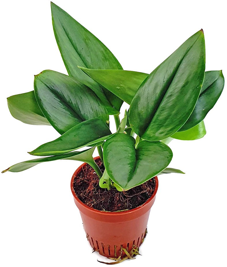 Scindapsus treubii "Moonlight" - Eufeutute