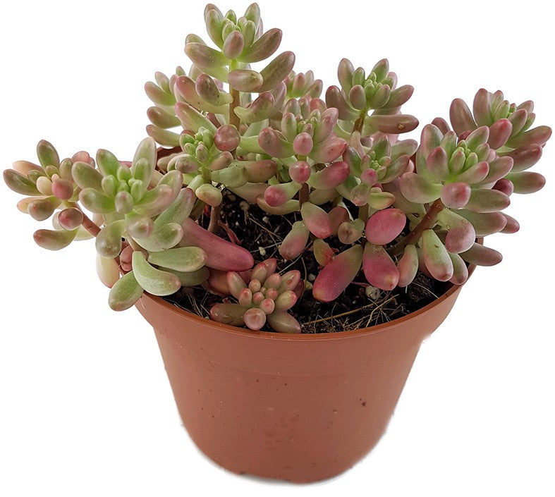 Sedum rubrotinctum "Aurora" - Jelly Bean Pflanze