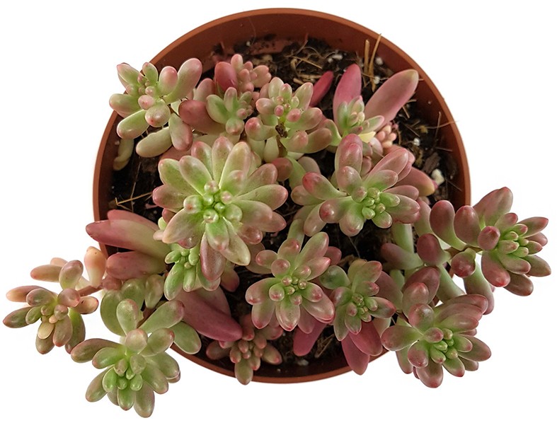 Sedum rubrotinctum "Aurora" - Jelly Bean Pflanze