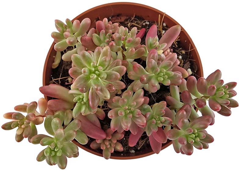 Sedum rubrotinctum "Aurora" - Jelly Bean Pflanze